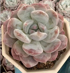 Echeveria rosette succulent in pale pink and green with thick curved leaves