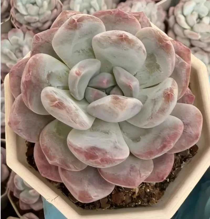 Echeveria rosette succulent in pale pink and green with thick curved leaves