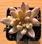 Succulent plant in small black pot, pale pink and white star-shaped rosette