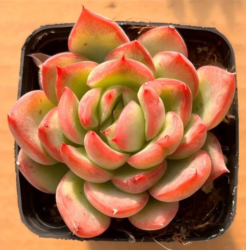 Small potted succulent with layered rosette leaves in pink and green hues