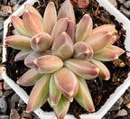 Van Gogh succulent in 2.5-inch pot with pastel rosette