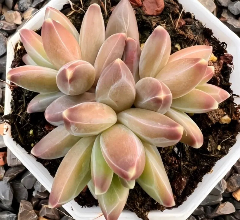 Van Gogh rosette succulent in 2.5-inch pot, pink and green leaves