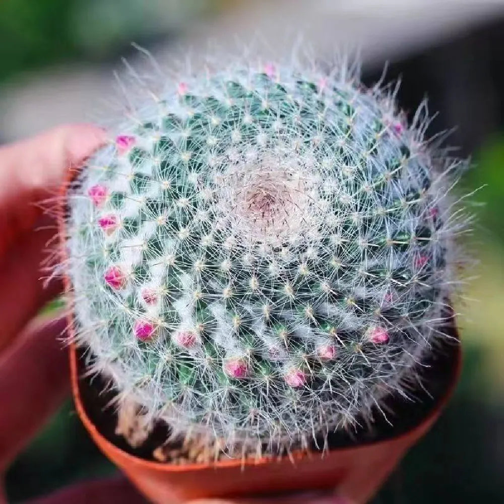 Old Lady Cactus - 3''
