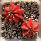 Red Moon Cactus - 3''