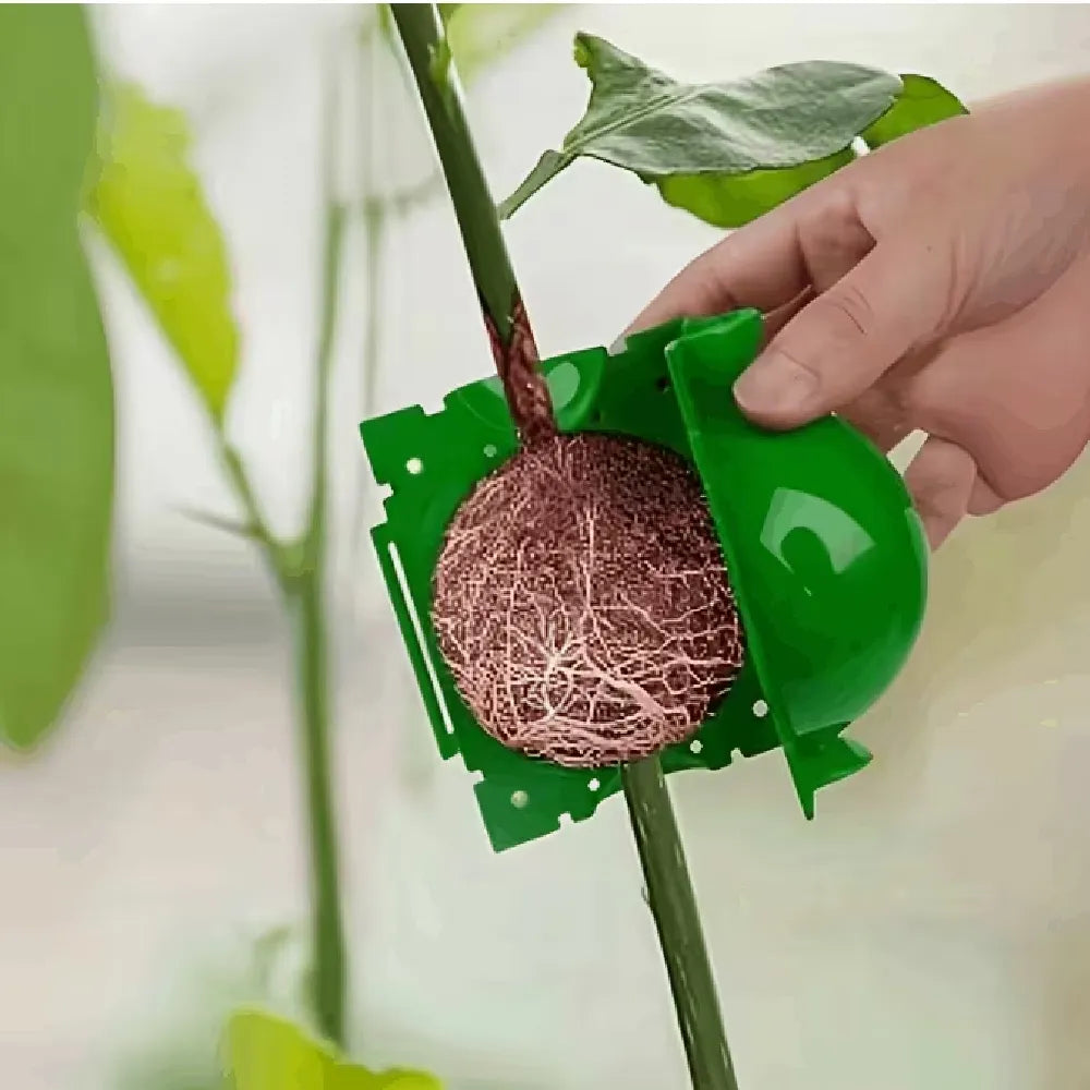Air layering pod with green cover holding a root ball on a plant stem