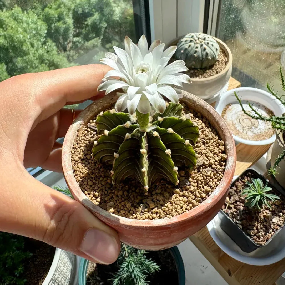 Rib Peony Cactus - 3''
