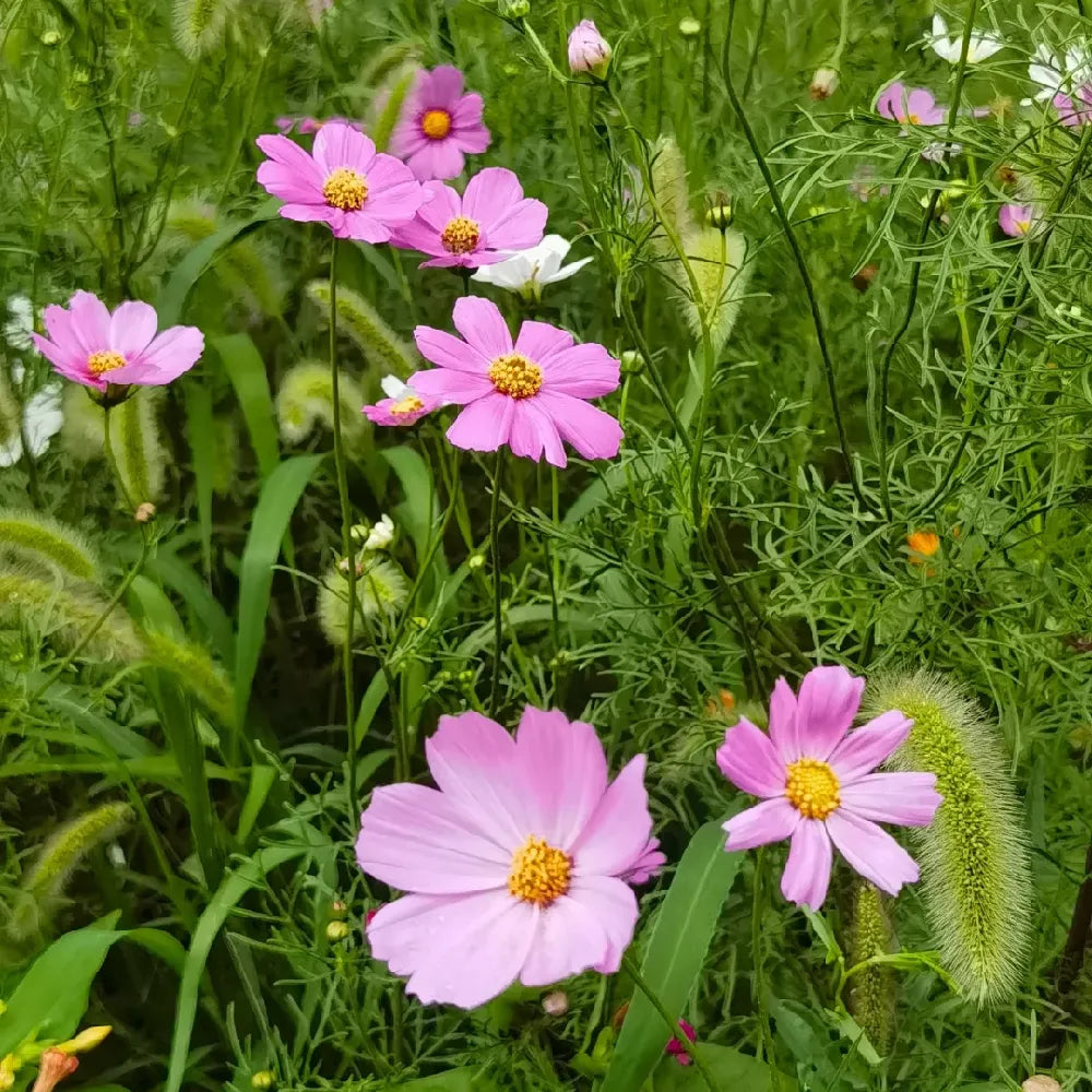 Cosmos Seeds - 200Pcs