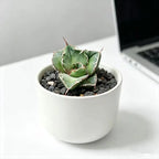 Pure White Ceramic Planter - 3.5''