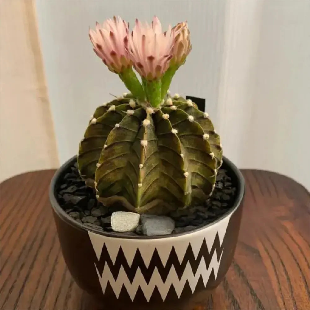 Rib Peony Cactus - 3''
