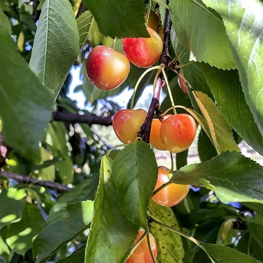 Cherry seeds: cherries hanging among green leaves on tree branch