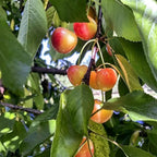 Cherry seeds: cherries hanging among green leaves on tree branch