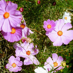 Cosmos Seeds - 200Pcs