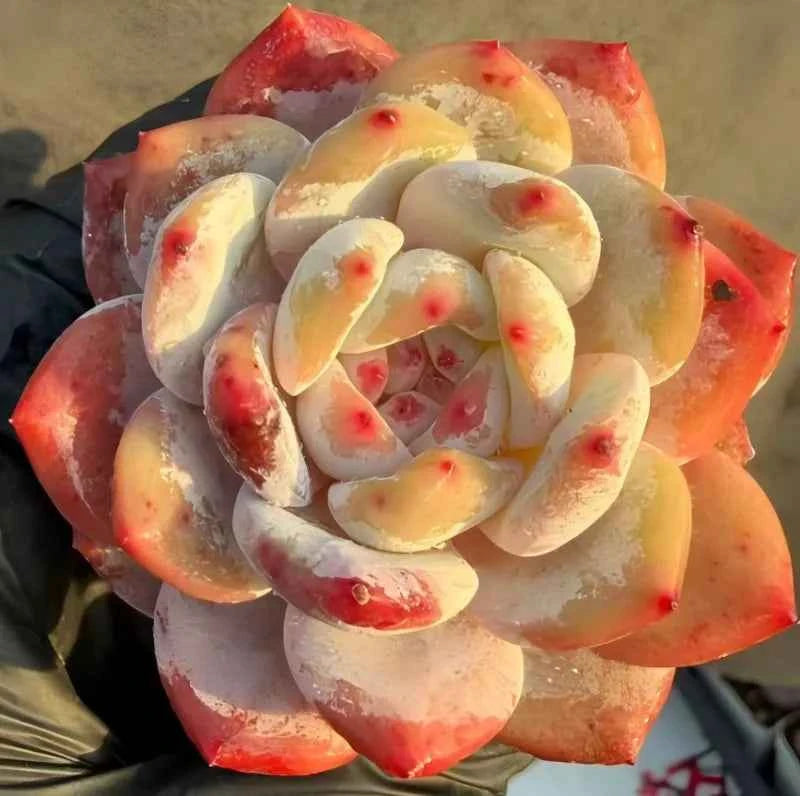 Echeveria rosette succulent with white, yellow, and red tipped leaves