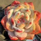 Echeveria rosette succulent with white, yellow, and red tipped leaves