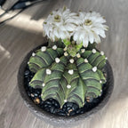 Rib Peony Cactus - 3''