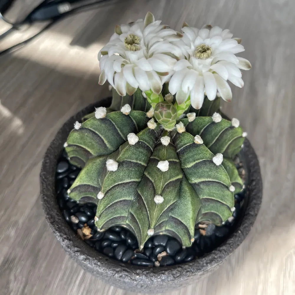 Rib Peony Cactus - 3''