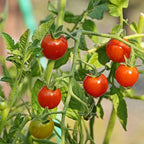 Tomato seed variety shown as red tomatoes on green vine, clustered fruit