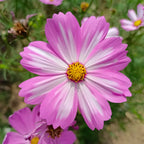 Cosmos Seeds - 200Pcs