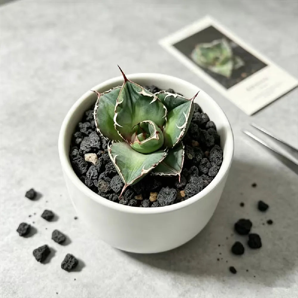 Pure White Ceramic Planter - 3.5''