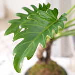 Thaumatophyllum Xanadu Soil Song