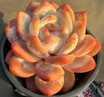 Echeveria Orange Monroe Soil Song