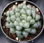 Haworthia cooperi succulent with pale green translucent rosette leaves in a pot