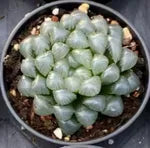 Haworthia Cooperi Ice Lantern Soil Song