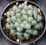 Haworthia Cooperi Ice Lantern