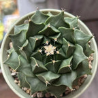 Obregonia Cactus