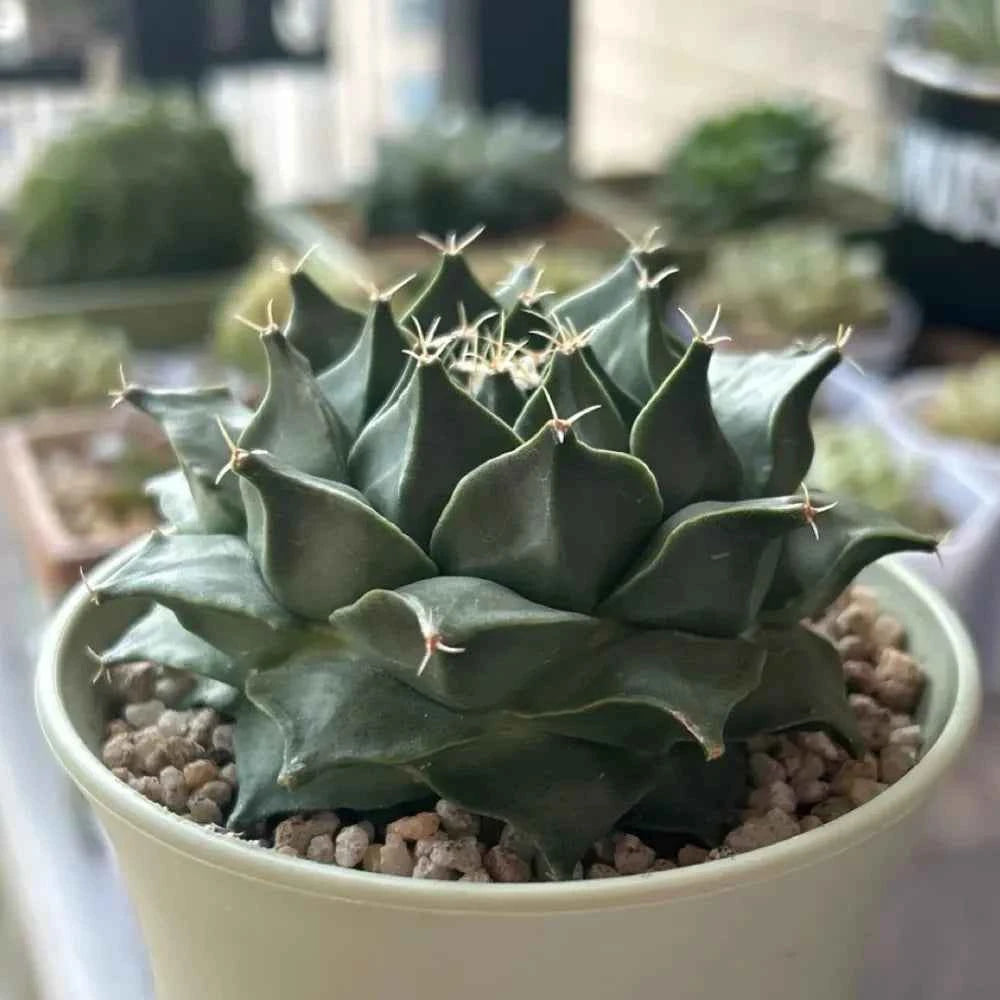 Obregonia Cactus