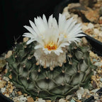 Obregonia Cactus
