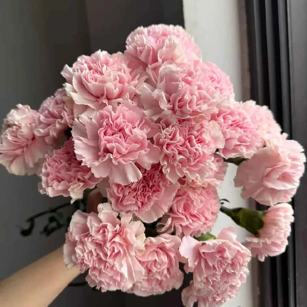 Pink carnation flower bouquet held in hand with lush ruffled blooms