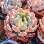 Echeveria Monroe