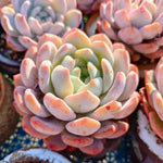 Echeveria Orange Monroe | Soil Song