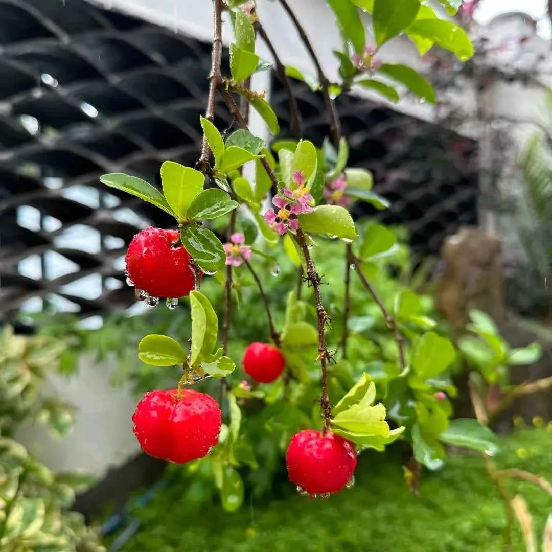Acerola (Barbados) Cherry Tree