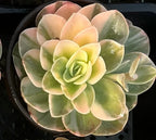 Aeonium Pink Witch Soil Song