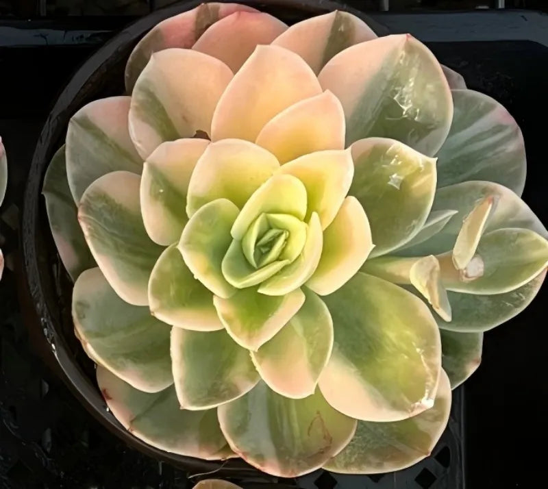 Aeonium Pink Witch Soil Song