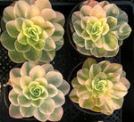 Aeonium Pink Witch Soil Song