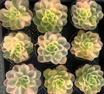Aeonium Pink Witch Soil Song