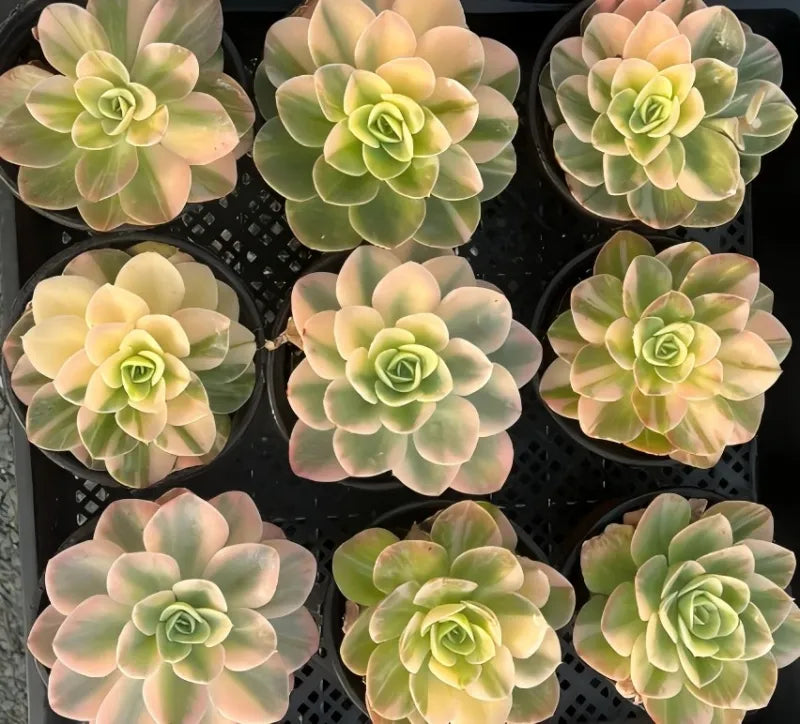Aeonium Pink Witch Soil Song
