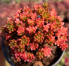 Aeonium Sedifolium Variegata Soil Song