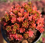 Aeonium Sedifolium Variegata Soil Song