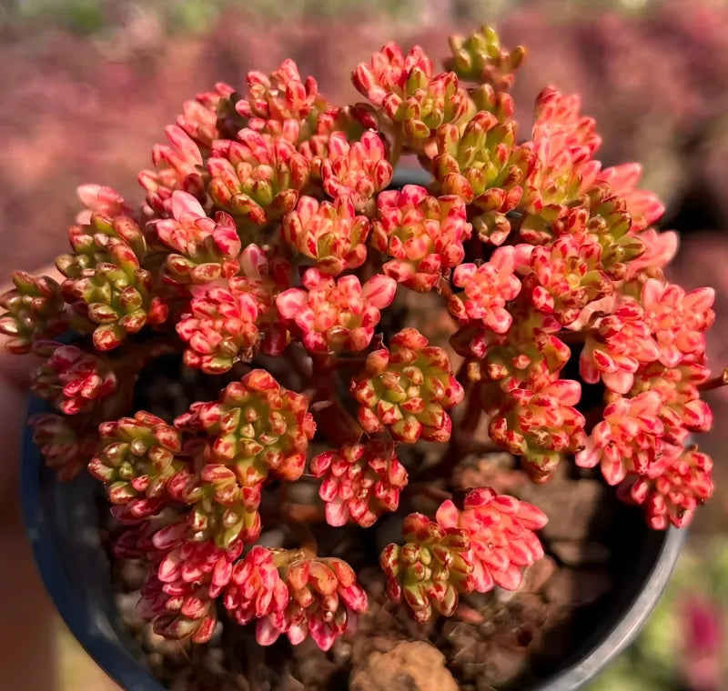 Aeonium Sedifolium Variegata Soil Song