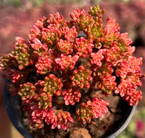 Aeonium Sedifolium Variegata Soil Song
