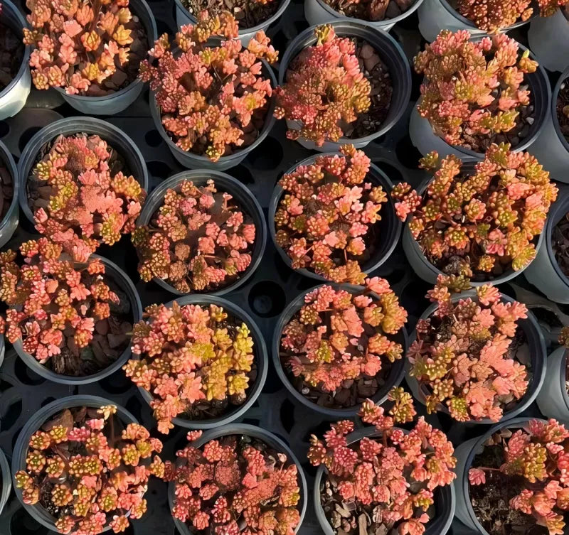 Aeonium Sedifolium Variegata Soil Song