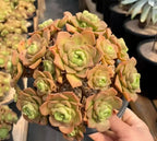Aeonium lilypad succulent cluster in 6.5 in pot, orange-tan and chartreuse rosettes