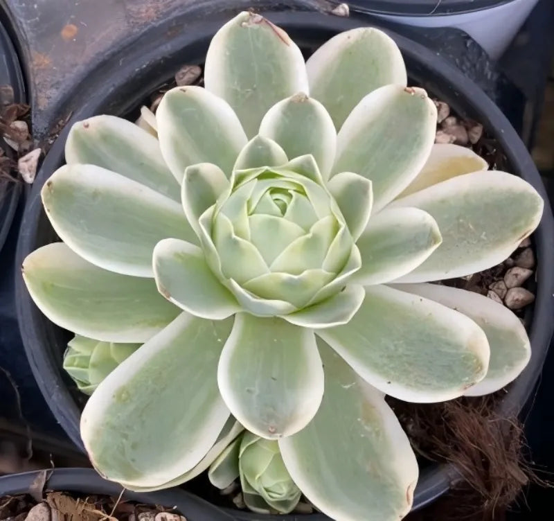 Aeonium succulent in 4-inch pot, pale green rosette with wide pointed leaves