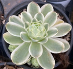 Aeonium succulent in 4-inch pot, pale green rosette with wide pointed leaves