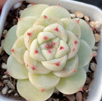 Pale green succulent rosette in white 2-inch pot with red-tipped petals