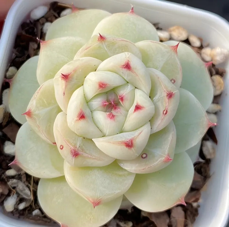Pale green succulent rosette in white pot with red-tipped inner leaves